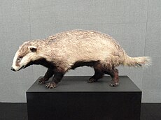 Meles leucurus - Kunming Natural History Museum of Zoology - DSC02498.JPG