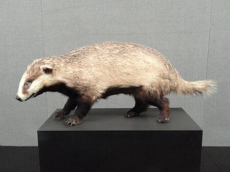 Tập_tin:Meles_leucurus_-_Kunming_Natural_History_Museum_of_Zoology_-_DSC02498.JPG