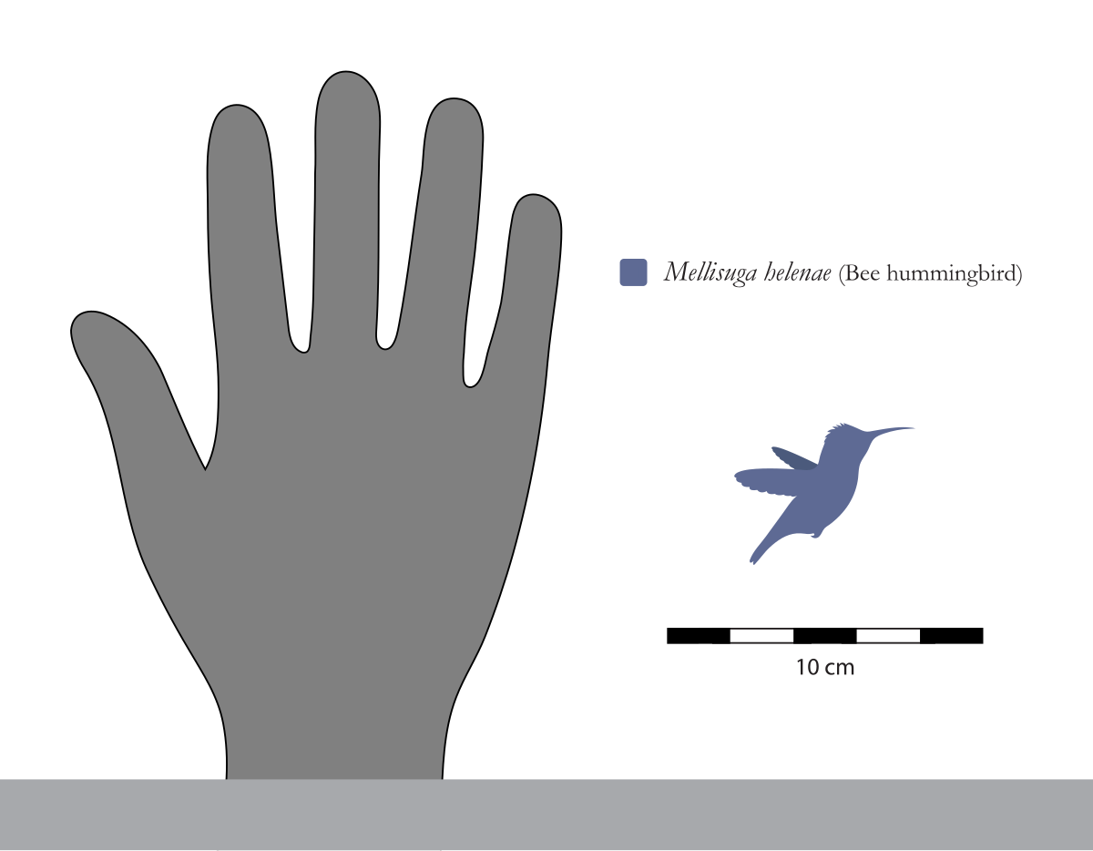 File:Oculudentavis Size Comparison.svg - Wikipedia