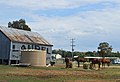 English: Horses in a paddock at Mendooran, New South Wales