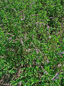 Mentha spicata var. crispa Habitus