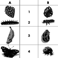 Metamorphosis of butterfly and beetle.png