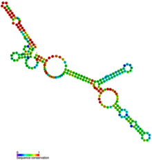 Metazoan U3 secundaire structuur.png