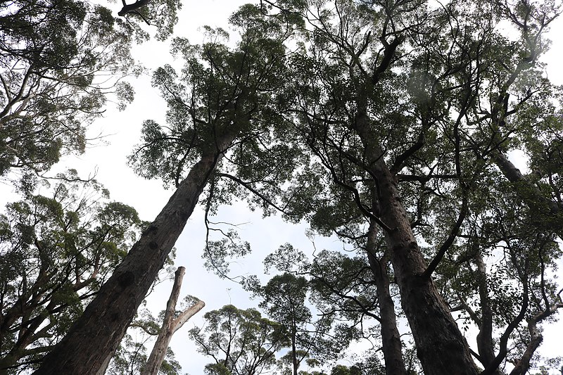 File:Mighty Tingle Trees (Walpole-Nornalup National Park).jpg