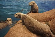 Existence on the Edge, California, The Sea Otter