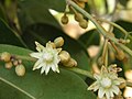 Květy opíhledu Mimusops elengi