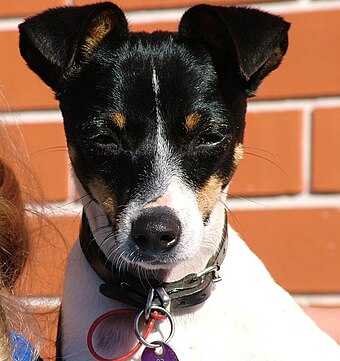 A 12-month-old Miniature Fox Terrier with folded ears