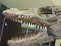 Mosasaur, museum in Taipei, Taiwan