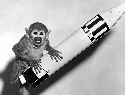Miss Baker, a squirrel monkey, with a model of the Jupiter that launched her on a suborbital flight in 1959