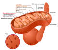 Miniatura para Matriz mitocondrial