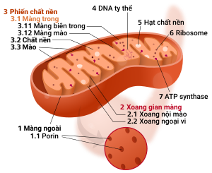 Mitochondrion mini vi.svg