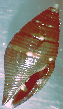 Mitromorpha philippinensis 001.jpg