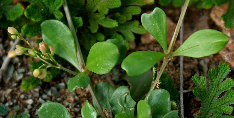 File:Mollugo pentaphylla is it with Selaginella bryopteris W IMG 3586.jpg