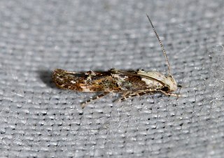 <i>Mompha murtfeldtella</i> Species of moth