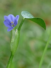 Heartleaf false pickerelweed, Oval-leafed pondweed (Monochoria vaginalis)