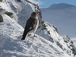 Snöfink (M. nivalis) i schweiziska Alperna