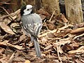 Motacilla alba (Linnaeus, 1758)