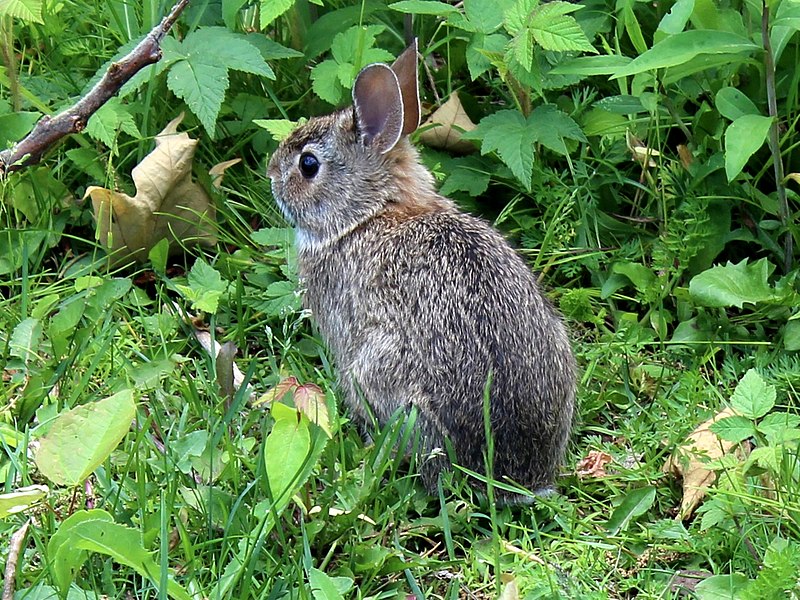 File:Mountain cottontail in the University of Toronto Mississauga.jpg
