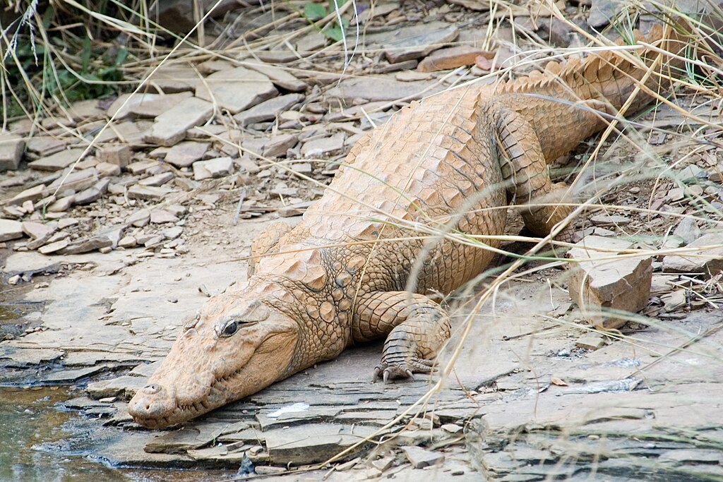 Mugger crocodile Crocodylus palustris (2155269175).jpg