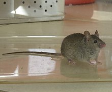 Piège à souris — Wikipédia