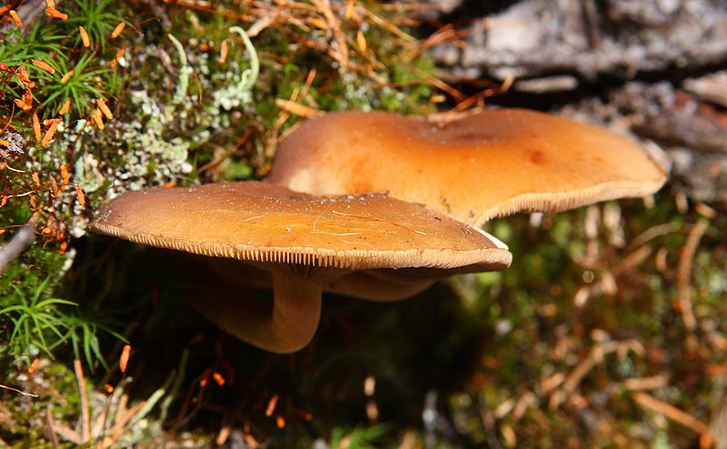 File:Mushrooms that look like starships (4139075777).jpg