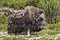 * Nomination Muskox (Ovibos moschatus) male --Charlesjsharp 21:32, 11 July 2023 (UTC) * Promotion  Support Good quality. --Jakubhal 18:30, 13 July 2023 (UTC)