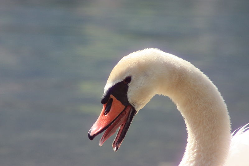 File:Mute swan posing aggressively - detail.JPG