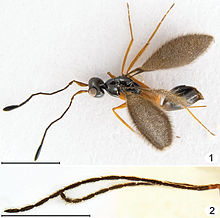 Mymarilla wollastoni: (1) Female exhibiting the extraordinarily densely hairy (setose) and domed forewings peculiar to the species. (2) Close-up of the thread-like antennae of a male. Mymarilla wollastoni is endemic to the island of Saint Helena in the southern Atlantic. Scale bar = 1 mm Mymarilla wollastoni.jpg