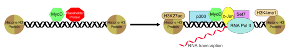 MyoD works with a transient placeholder protein that functions to prevent other transcription factors from binding to the DNA and also retains an inactive conformation for the DNA. Once the placeholder is removed (or possibly deactivated) the necessary transcription factors are free to bind and initiate recruitment of RNA Polymerase II and initiate active RNA transcription. MyoD recruitment.png