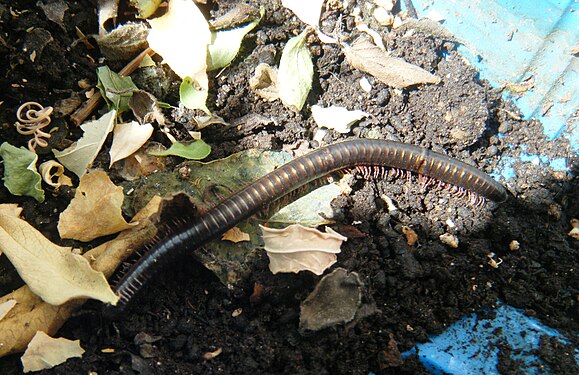 myriapode (Pachyiulus) of gardens and vases