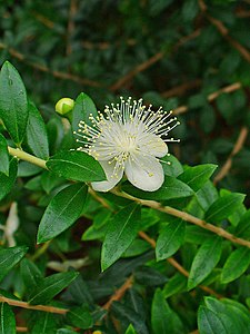 Myrtus communis Flower