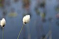 * Nomination Eriophorum at Hillevatnet, Austevoll. --Vasmar1 18:25, 15 June 2023 (UTC) * Decline  Oppose Composition: no good reason to crop in the left plant. --MB-one 10:25, 23 June 2023 (UTC)