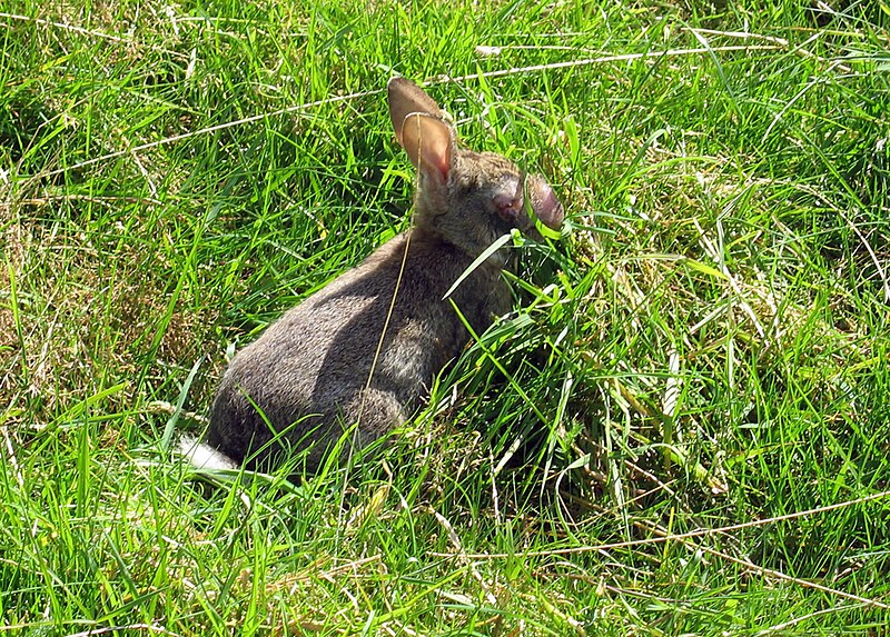 File:MyxoRabbit.JPG