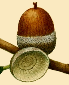 Acorn - Wikipedia