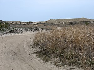 Dunes in Napeague State Park