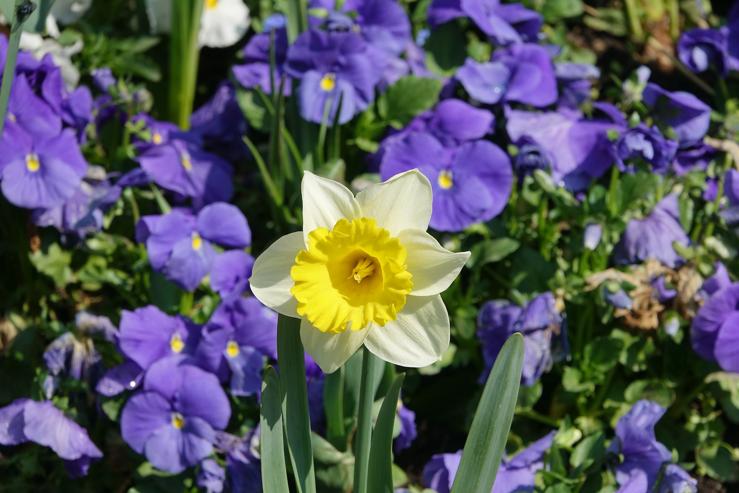 File:Narcisse à bouquet (Narcissus tazetta) (2).jpg - Wikimedia Commons