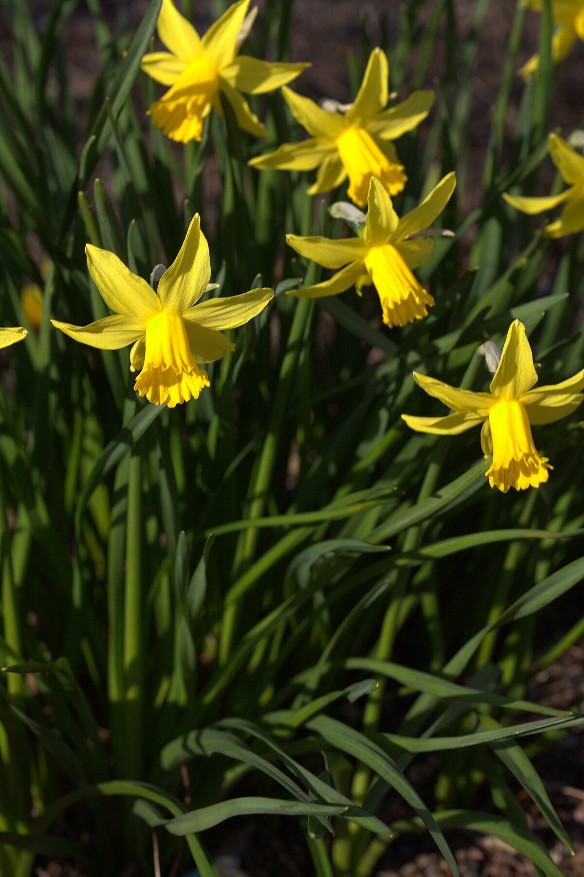 Category:Narcissus cyclamineus - Wikimedia Commons