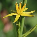 Narthecium asiaticum (flower s4).JPG