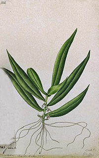 <i>Trachoma</i> (plant) Genus of orchids