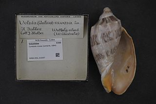 <i>Cymbiola nivosa</i> Species of gastropod