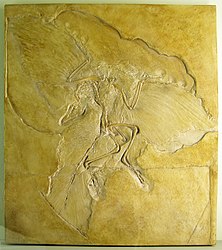シソチョウの化石。ベルリン標本