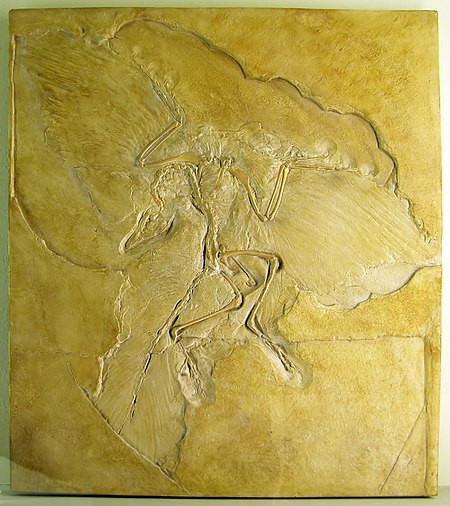 Fail:Naturkundemuseum Berlin - Archaeopteryx - Eichstätt.jpg