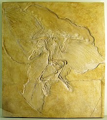 Steinplatte mit fossilen Knochen und Federabdrucken