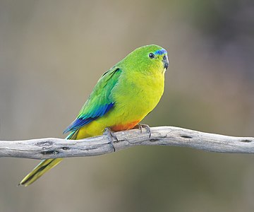 Orange-bellied parrot, female, by JJ Harrison