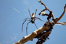 Nephila inaurata