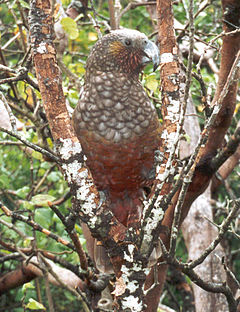 Новозеландски кака (N. meridionalis)