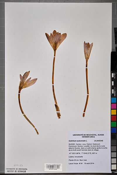 File:Neuchâtel Herbarium - Colchicum autumnale - NEU000100966.jpg