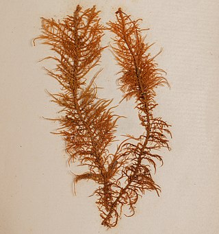 <i>Thuidiopsis</i> Genus of mosses