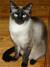 Niobe050905-Siamese Cat.jpeg