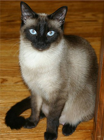 Siamese cats have a temperature-sensitive pigment-production mutation.